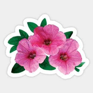 Petunias - Three Pink Petunias Sticker